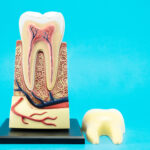 tooth anatomy on blue background.