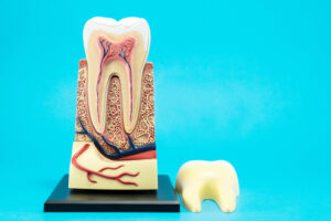 tooth anatomy on blue background.